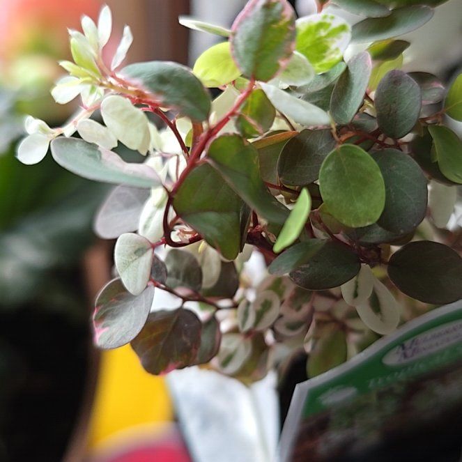 Photo of the plant species Brenia Snowbush by @ManlyBanana13 named Aristotle on Greg, the plant care app