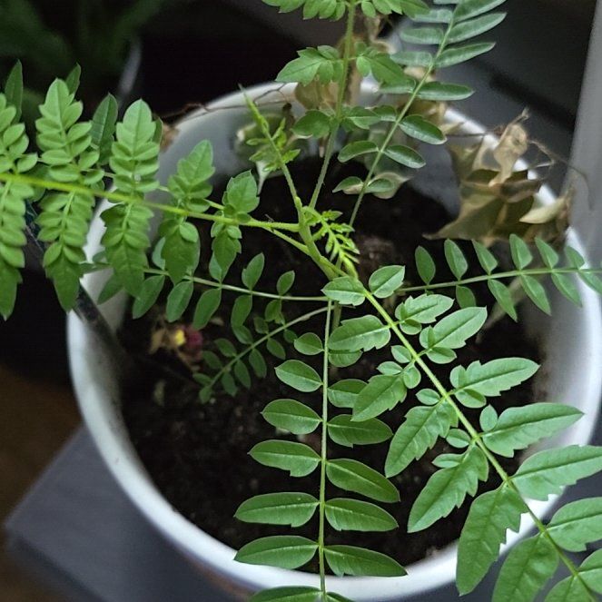 Photo of the plant species Jacaranda by @ManlyBanana13 named Winston on Greg, the plant care app