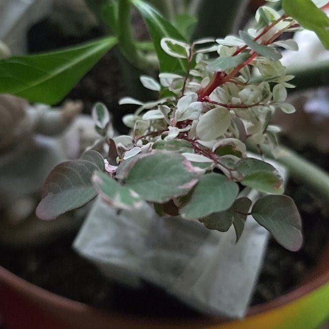 Photo of the plant species Brenia Snowbush by @ManlyBanana13 named da Vinci on Greg, the plant care app