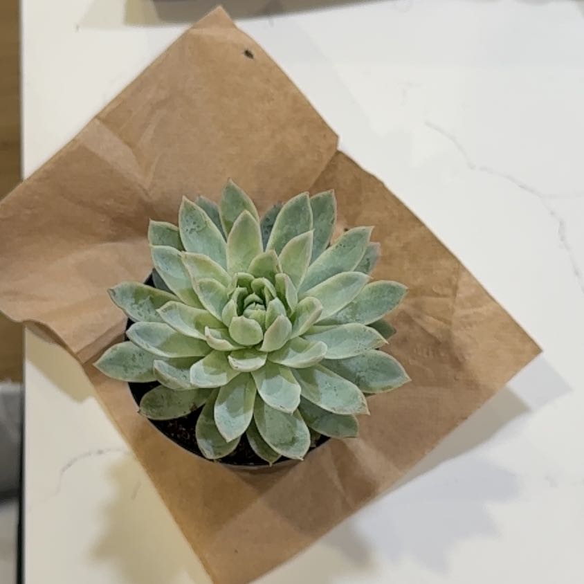 Photo of the plant species Echeveria Hybrid by @SmoothBasil33 named Muhammad Ali on Greg, the plant care app