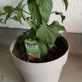 Photo of the plant species Lunchbox Yellow Pepper by @SmoothBasil33 named Madonna on Greg, the plant care app