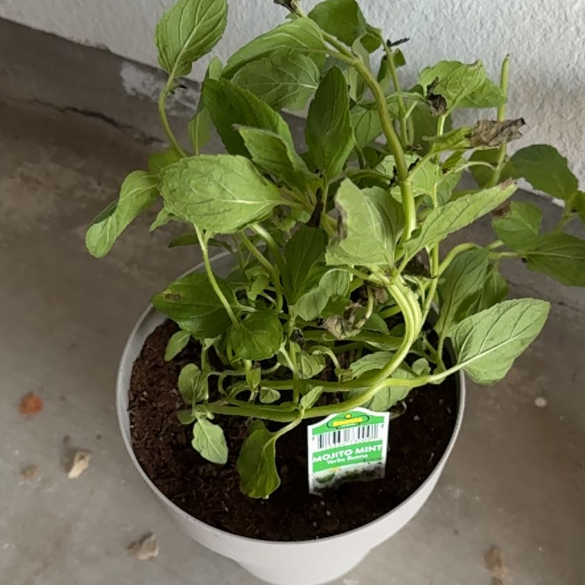 Photo of the plant species Mojito Mint by @SmoothBasil33 named Leonardo on Greg, the plant care app
