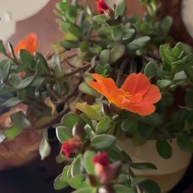 Photo of the plant species Wingpod Purslane by @ProSapote72 named Elle on Greg, the plant care app