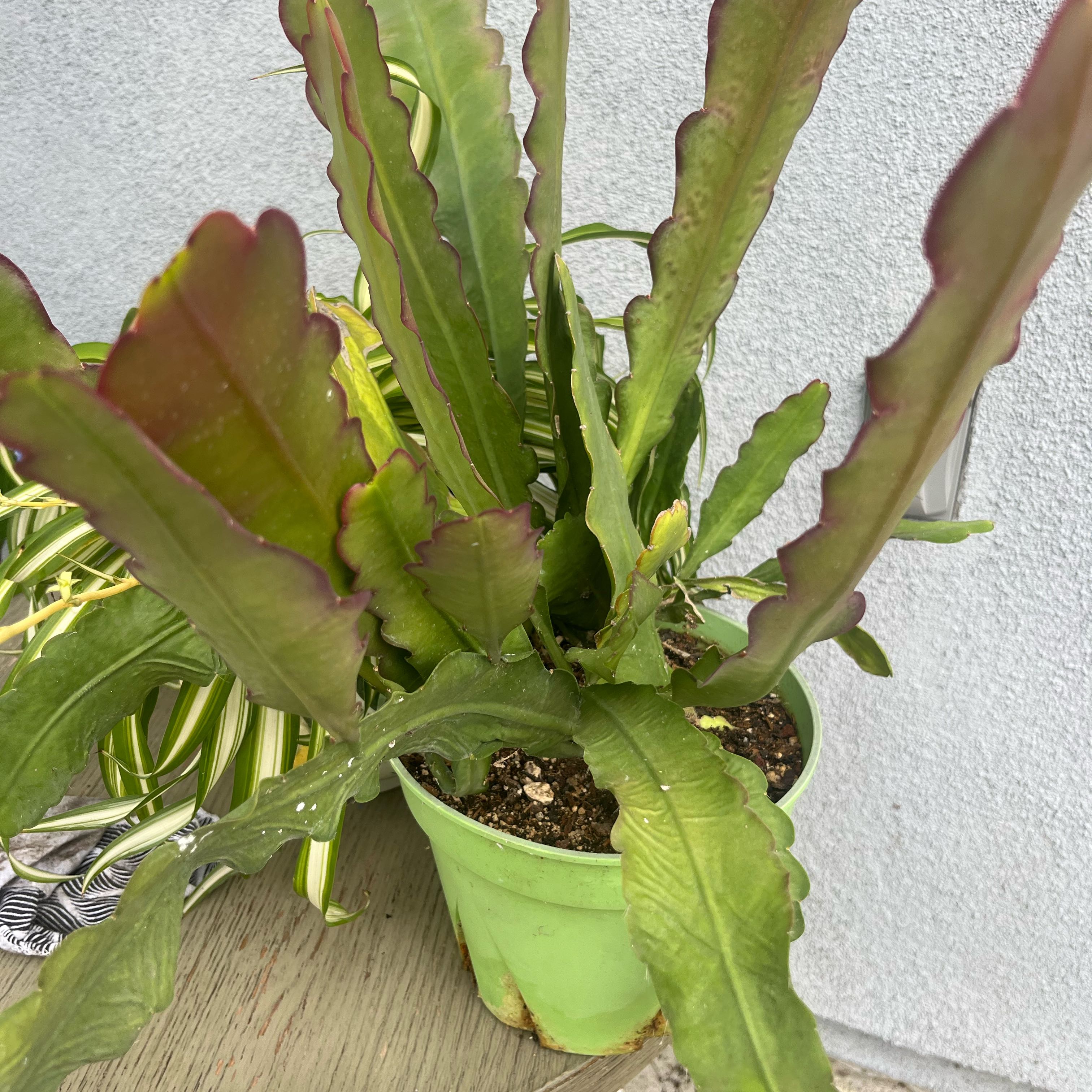 Photo of the plant species Orchid Cactus by @SleekOrpine38 named Lola on Greg, the plant care app