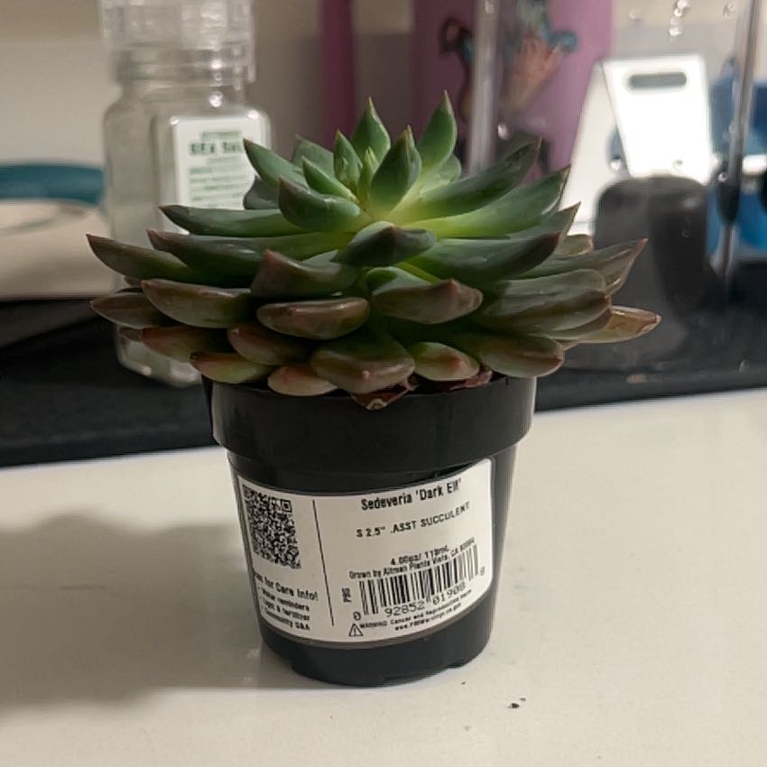 Photo of the plant species Sedeveria 'Dark Elf' by @NobleMayten69 named Michelle Branch on Greg, the plant care app