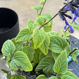 Photo of the plant species Anise-Scented Sage by @KeyApplerose2 named Muhammad Ali on Greg, the plant care app