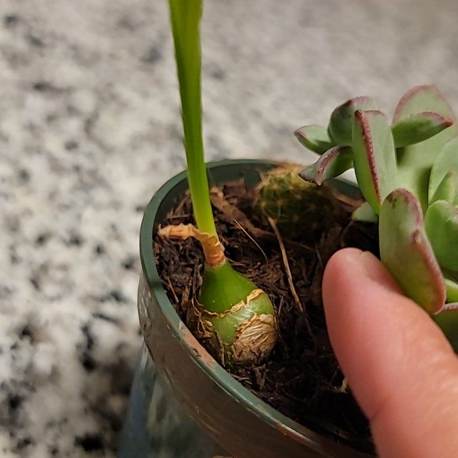 Photo of the plant species Albuca Bracteata by @SalientFern20 named Mollie on Greg, the plant care app