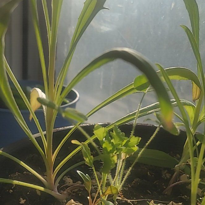 Photo of the plant species Lanceleaf Tickseed by @BeneficLychee80 named Madonna on Greg, the plant care app