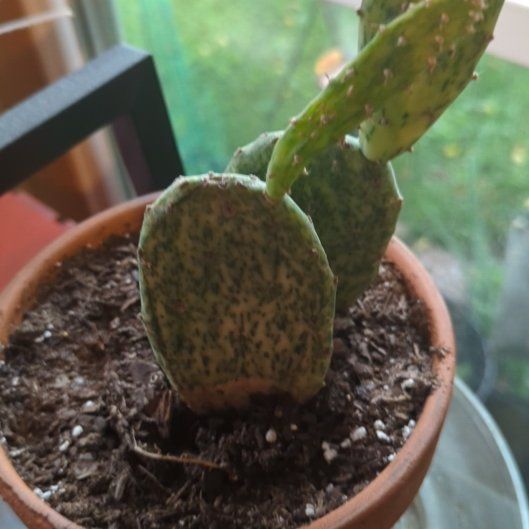 Photo of the plant species Woolyjoint Prickly Pear by @CleanOtanthus4 named Willow on Greg, the plant care app