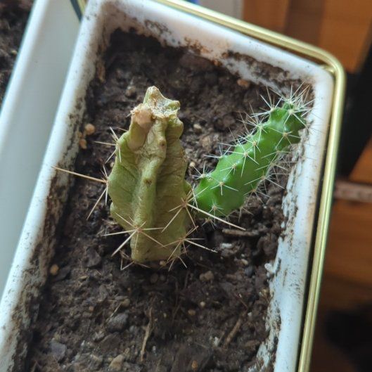 Photo of the plant species Lady-Finger Hedgehog Cactus by @CleanOtanthus4 named Coco on Greg, the plant care app