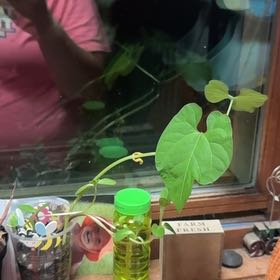 Photo of the plant species Morning Glory by @ProTamarind9 named Harmony on Greg, the plant care app