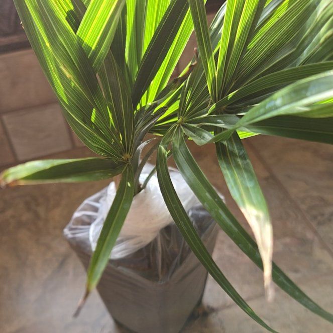 Photo of the plant species Windmill Palm 'Naggy' by @BonafideRockfig named Elina on Greg, the plant care app