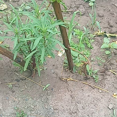 Photo of the plant species Mexican Burningbush by @GracefulKamahi8 named Surya on Greg, the plant care app
