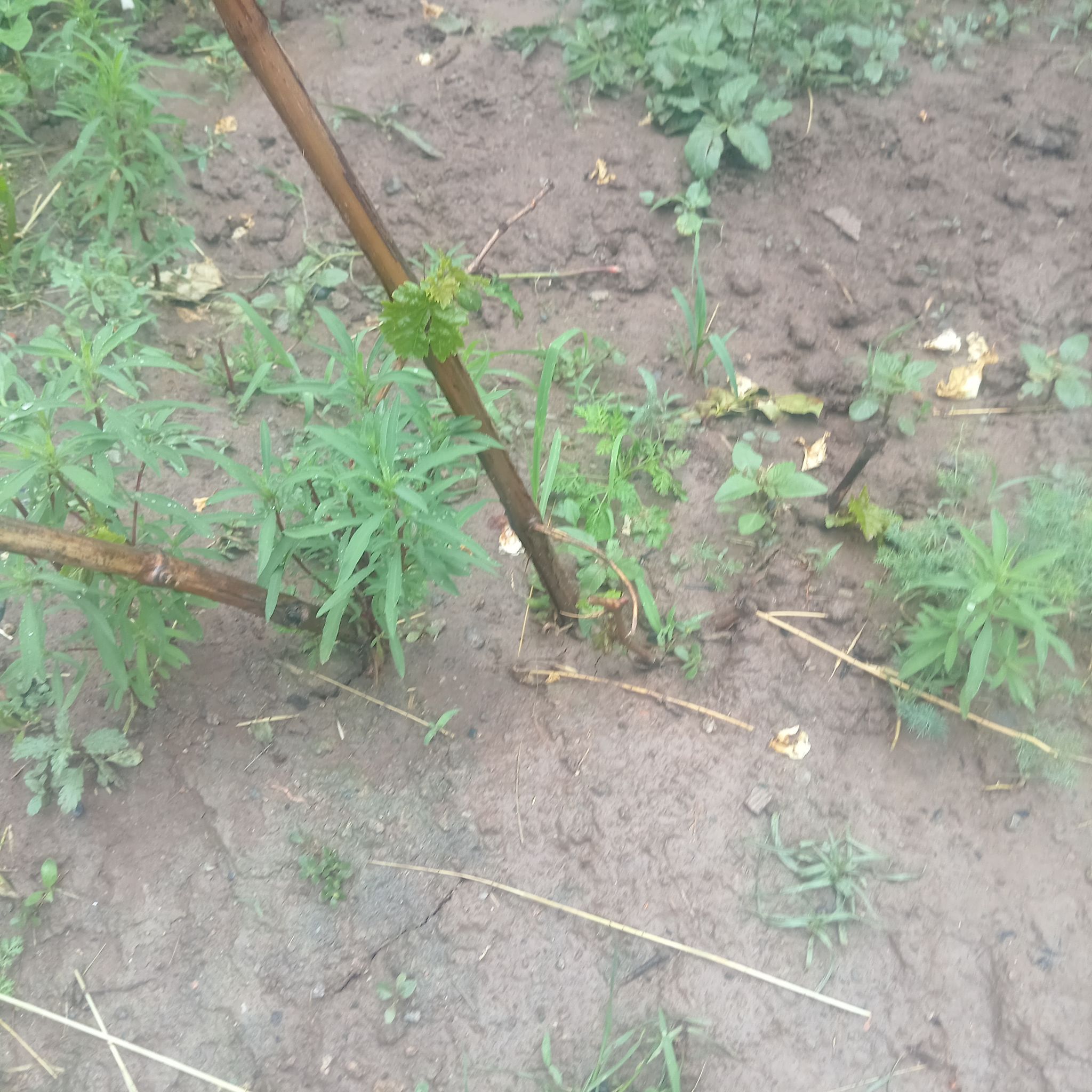 Photo of the plant species Mexican Burningbush by @GracefulKamahi8 named Lavender on Greg, the plant care app