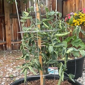 Photo of the plant species Tomato 'Indigo Rose' by @DynamiteLime named Xena on Greg, the plant care app