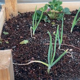 Photo of the plant species Sweet Onion by @DynamiteLime named Gaga on Greg, the plant care app