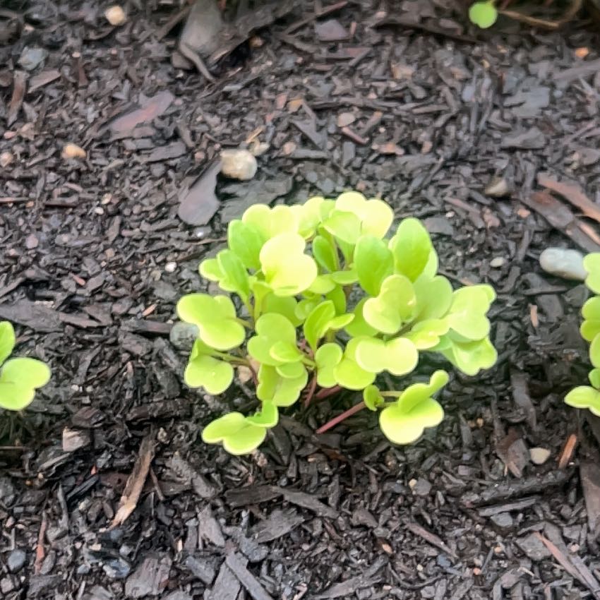 Photo of the plant species arugula by @DynamiteLime named Aristotle on Greg, the plant care app