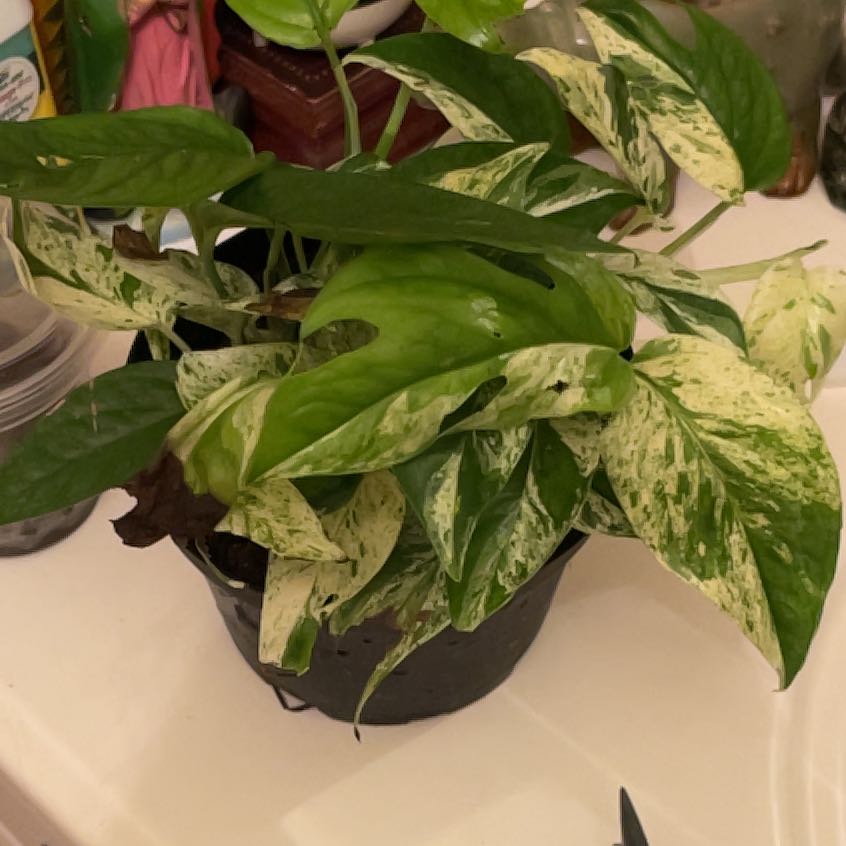 Photo of the plant species Variegated Epipremnum pinnatum by @Berbs named Delilah on Greg, the plant care app