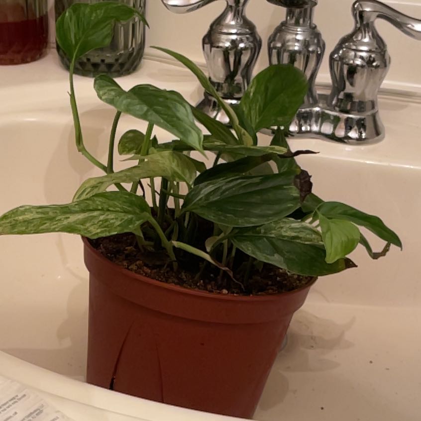 Photo of the plant species Pothos 'Albo' by @Berbs named Kesha on Greg, the plant care app