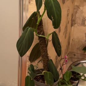 Photo of the plant species Philodendron gigas by @Berbs named Elina on Greg, the plant care app