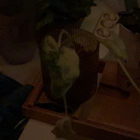 Photo of the plant species Variegated Alocasia frydek by @Berbs named Dax on Greg, the plant care app