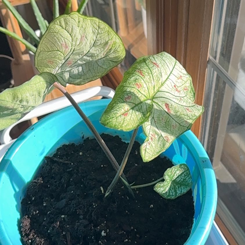 Photo of the plant species Strawberry Star Caladium by @PeppySapote70 named Cleo on Greg, the plant care app
