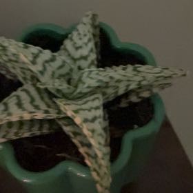 Photo of the plant species Aloe 'Delta Lights' by @CrispDracopis92 named Sol on Greg, the plant care app