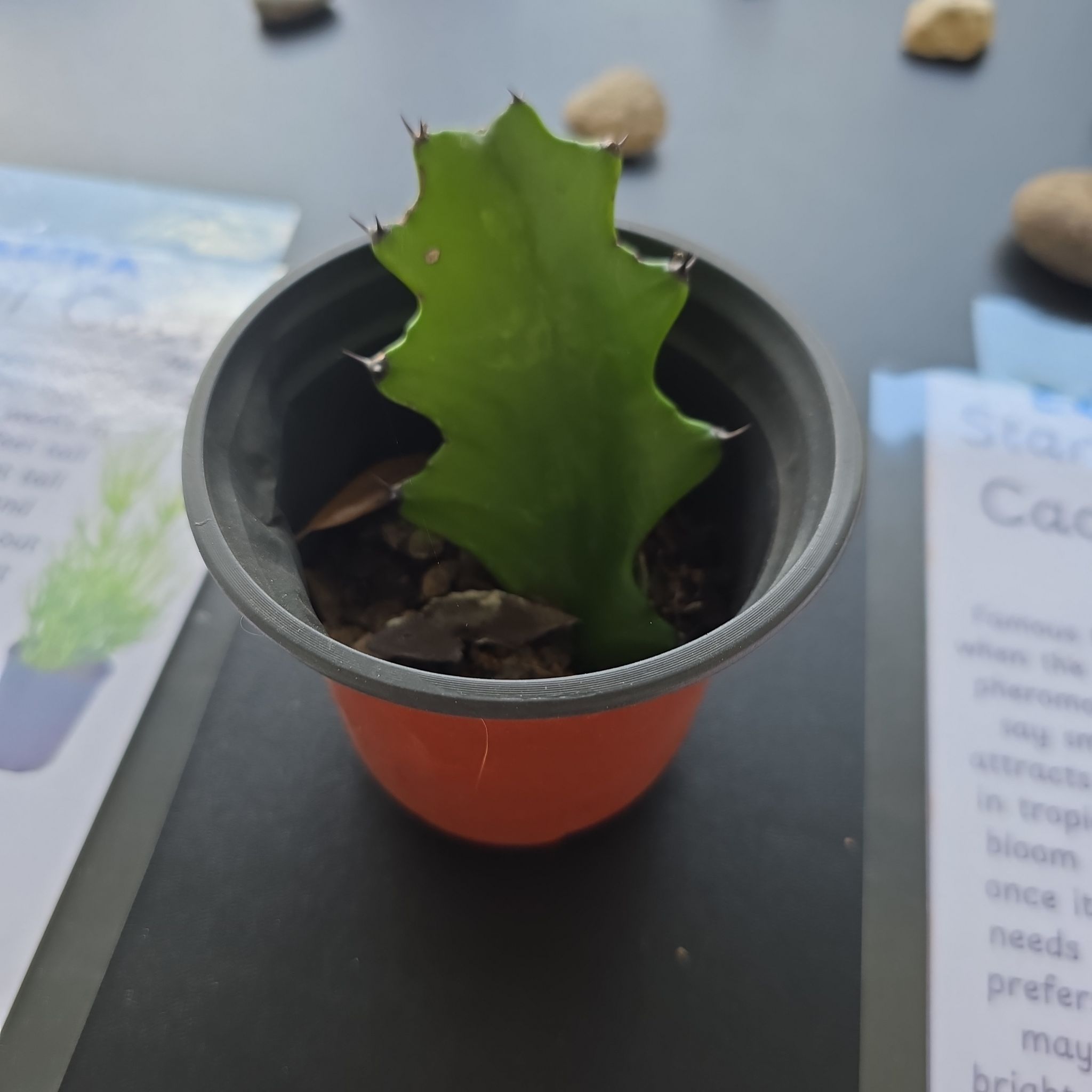 Photo of the plant species Purple Starfish cactus by @BlazingTutsan15 named Erma on Greg, the plant care app