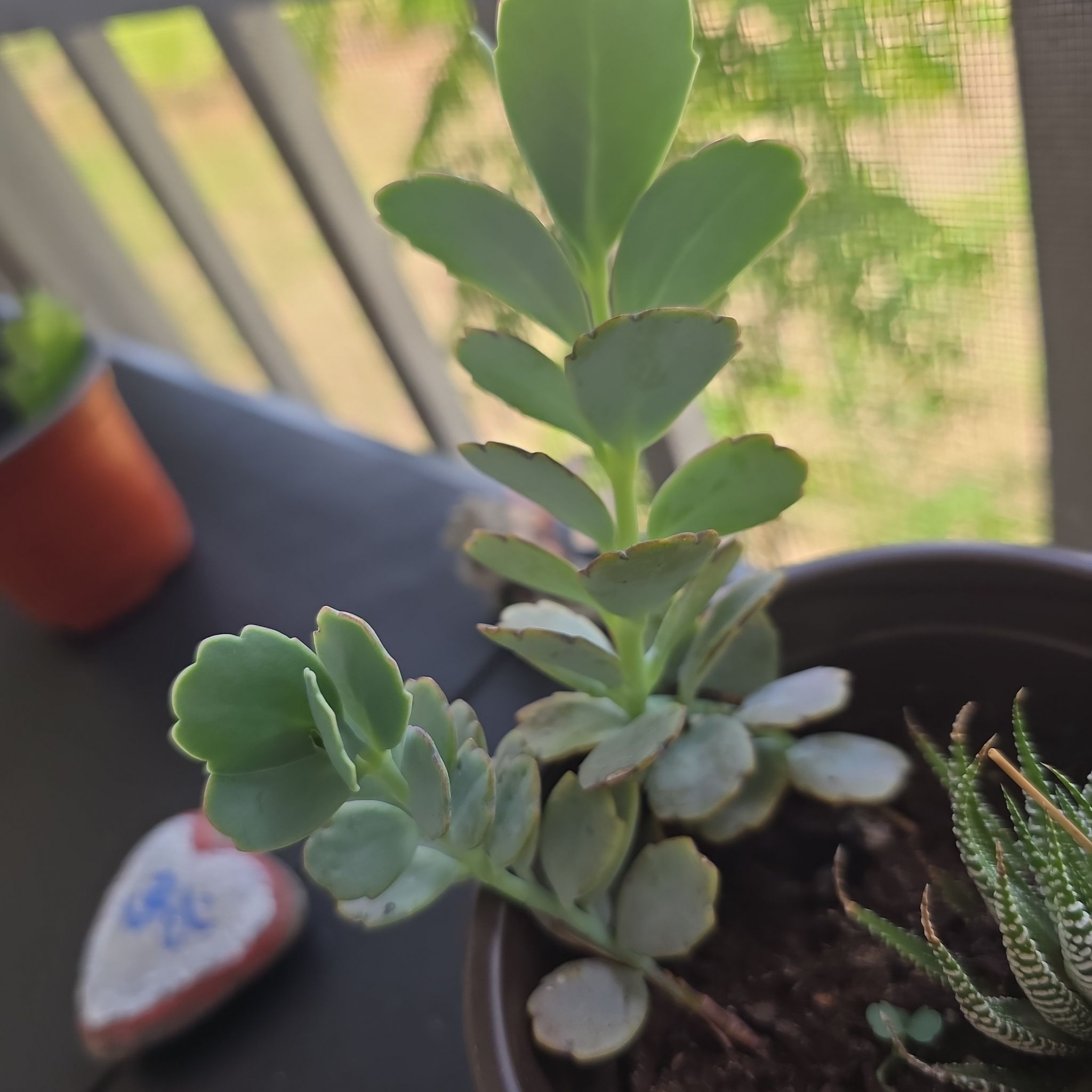 Photo of the plant species Zebra Haworthia by @BlazingTutsan15 named Harry on Greg, the plant care app