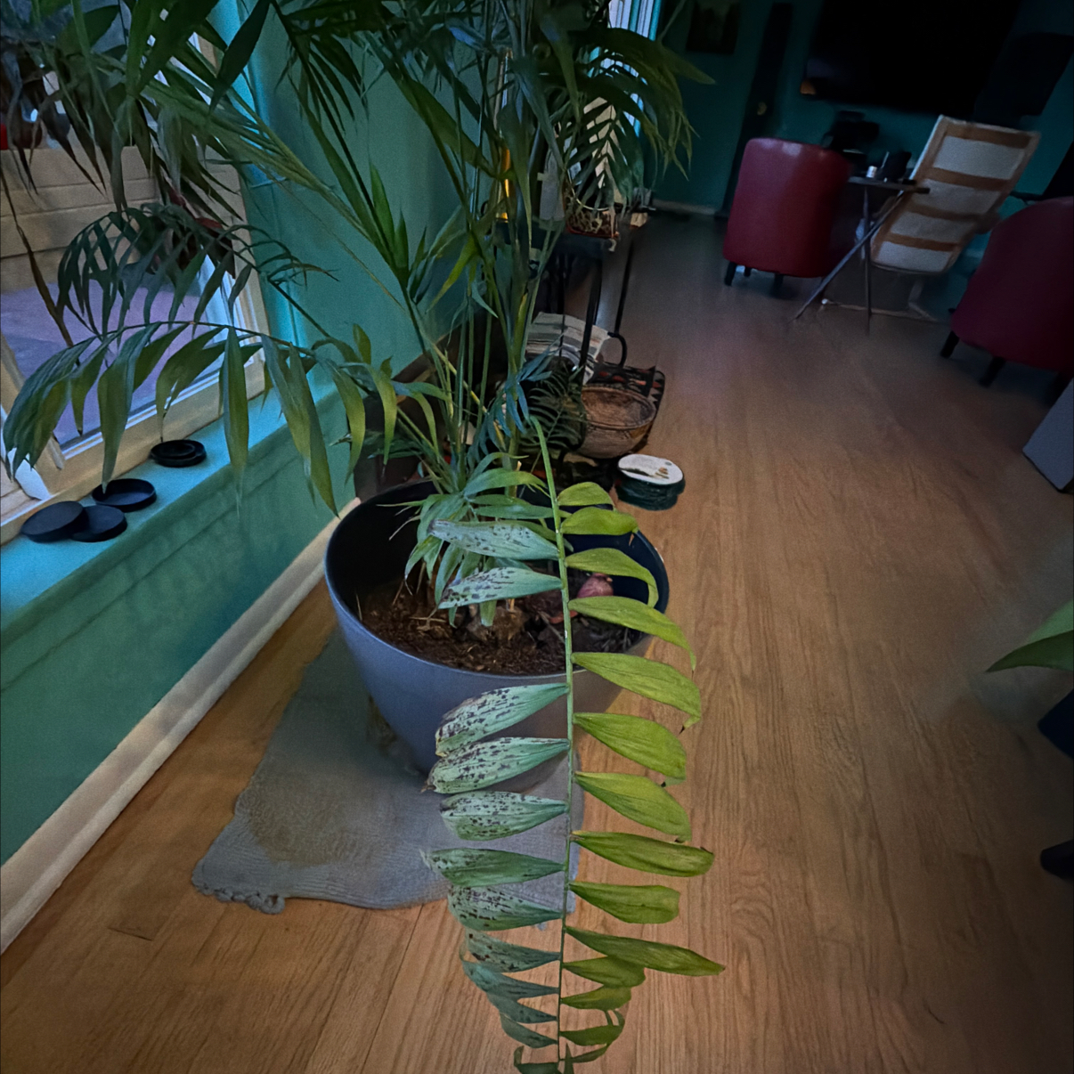 Photo of the plant species Easter Orchid by @IconBluebugle44 named Guada on Greg, the plant care app