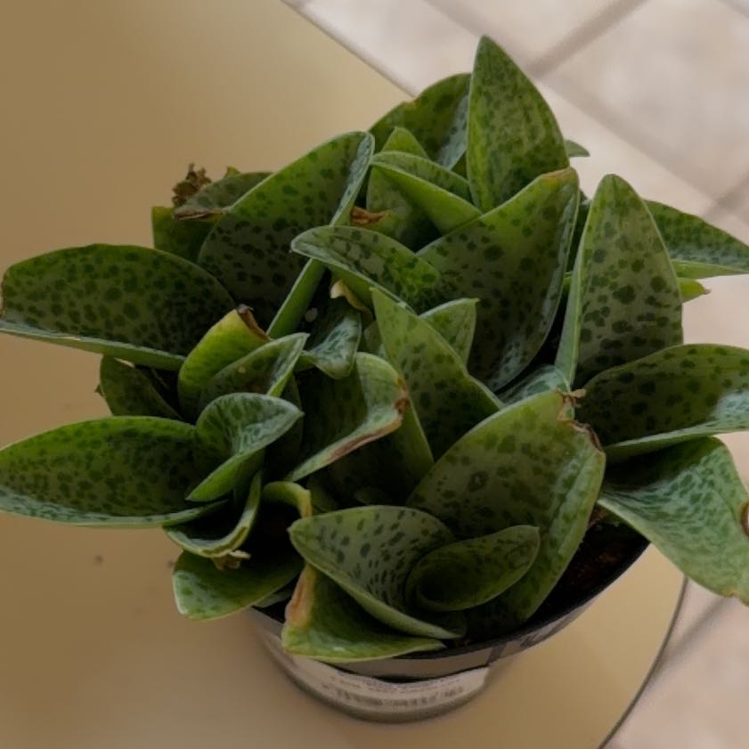 Photo of the plant species Drimiopsis saundersiae 'Sunny Smile' by @KeyBroom58 named Fernie Mercury on Greg, the plant care app