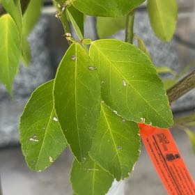 Photo of the plant species Bearss Lime by @DivineJonquil62 named Shakira on Greg, the plant care app
