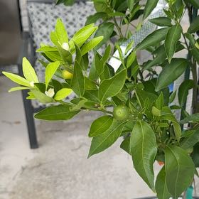 Photo of the plant species Clementine Mandarin by @DivineJonquil62 named Beckham on Greg, the plant care app