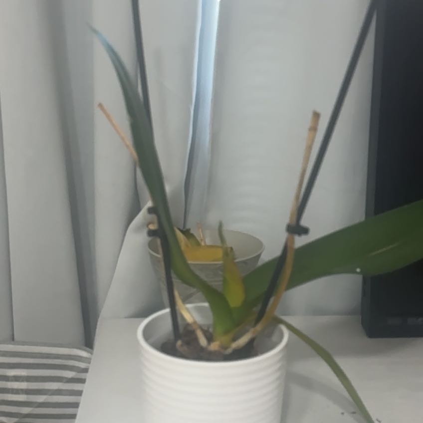 Photo of the plant species phalaenopsis orchid by @MeekMira17 named Treeyoncé on Greg, the plant care app