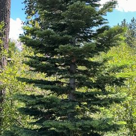 Photo of the plant species White Fir by @SincereGreen51 named Kendall on Greg, the plant care app