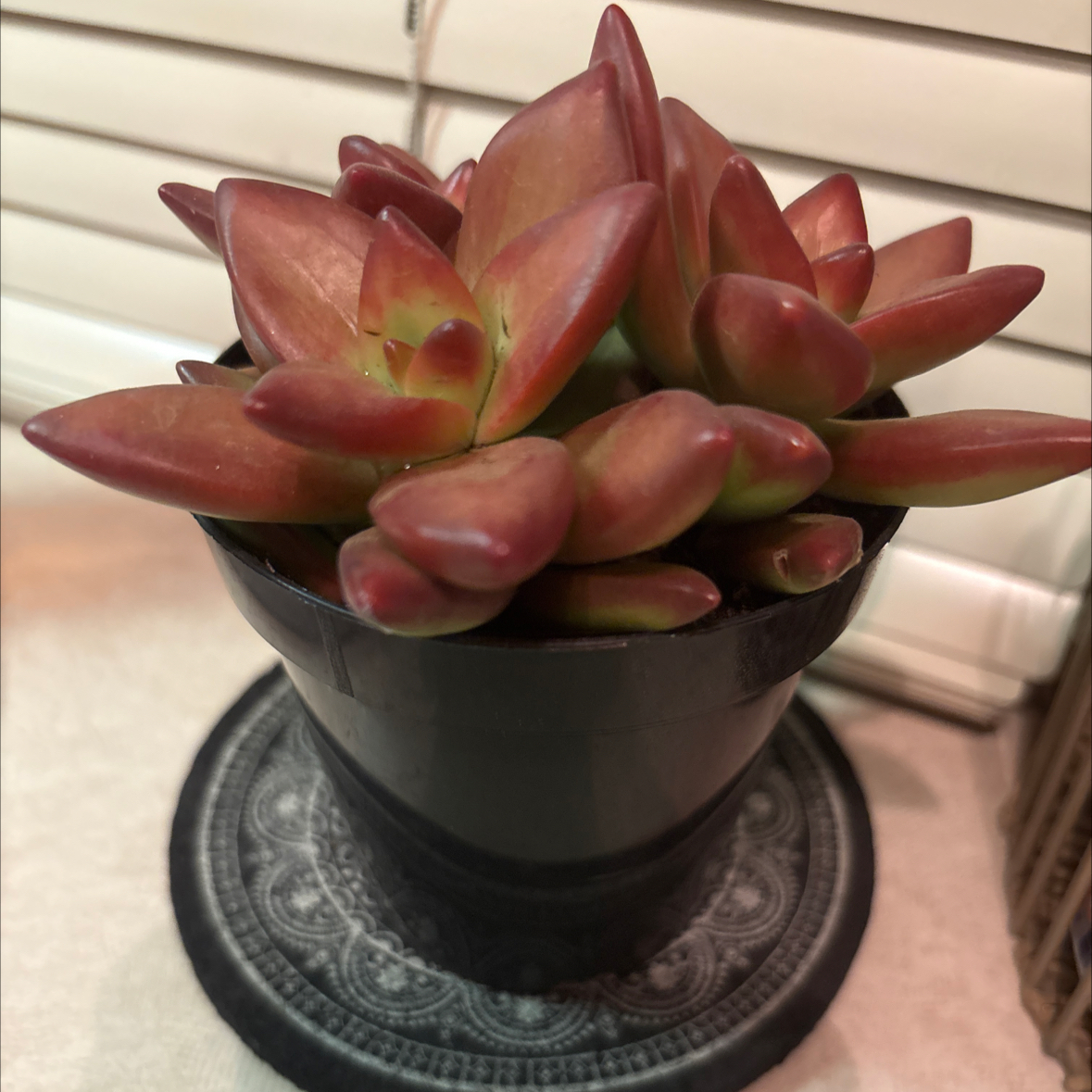 Photo of the plant species Sedum adolphi 'Love's Fire' by @SmartOmnom22 named Sonora on Greg, the plant care app