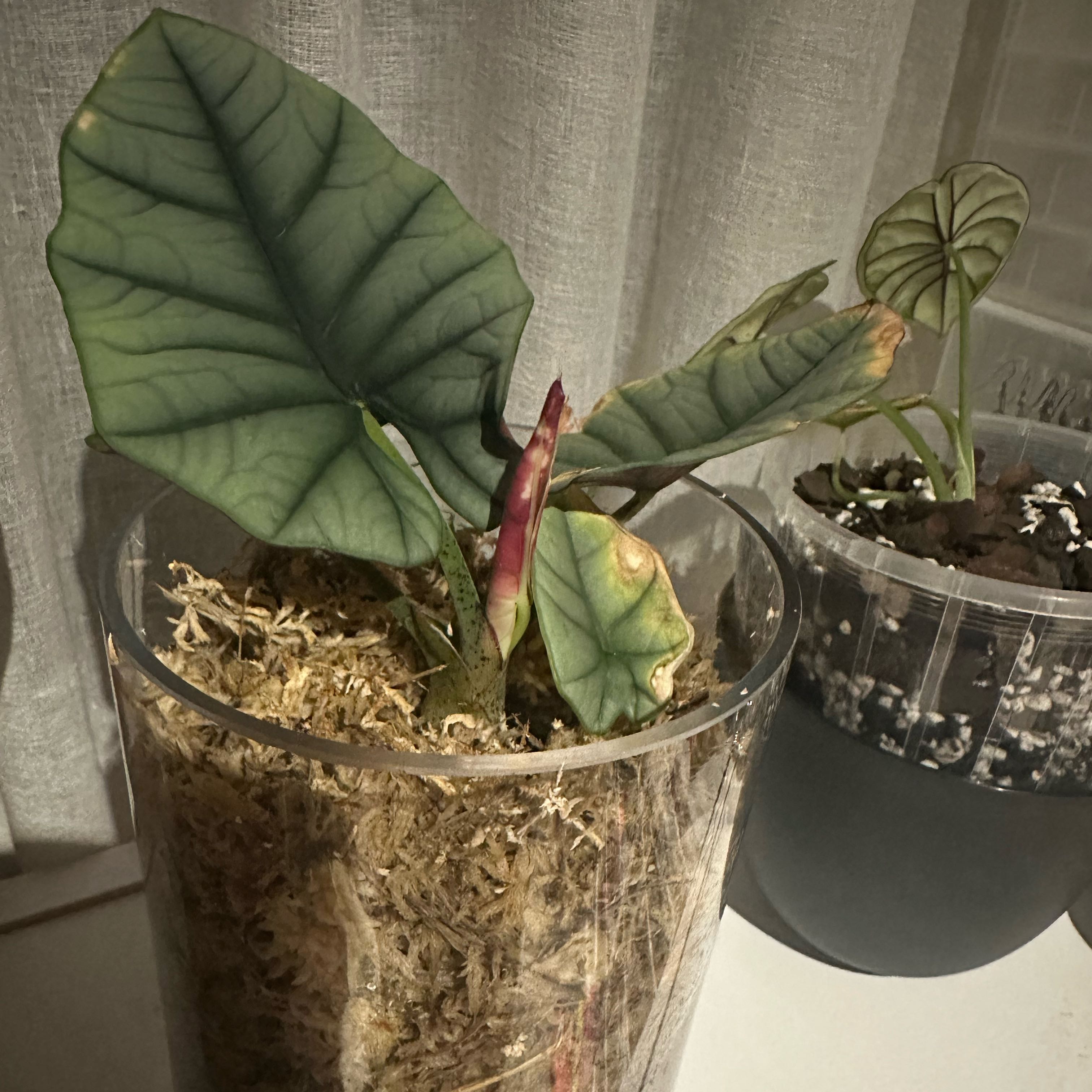 Photo of the plant species Alocasia Elaine by @GutsyRimu45 named Keanu Leaves on Greg, the plant care app