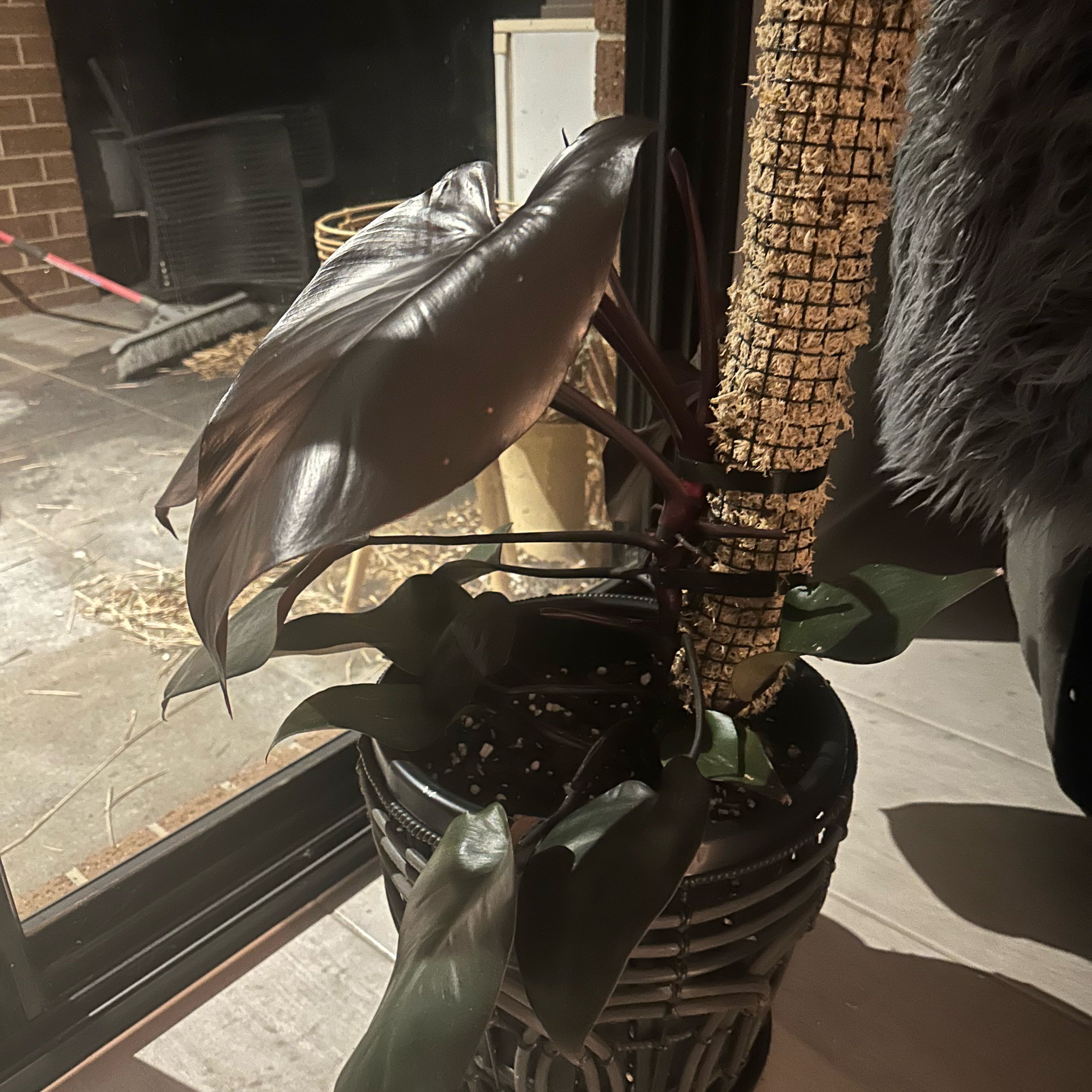 Photo of the plant species Philodendron Dark Lord by @GutsyRimu45 named Navajo on Greg, the plant care app