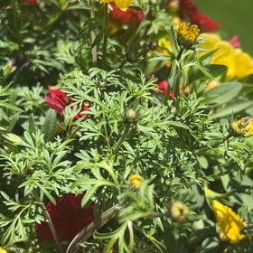 Photo of the plant species Sulphur Cosmos by @CalmingSalsa44 named Sahara on Greg, the plant care app