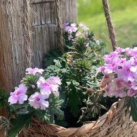 Photo of the plant species Goodding's Verbena by @CalmingSalsa44 named Madonna on Greg, the plant care app