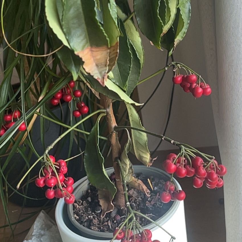 Photo of the plant species Christmas Berry by @CalmingSalsa44 named Bigleef Smalls on Greg, the plant care app
