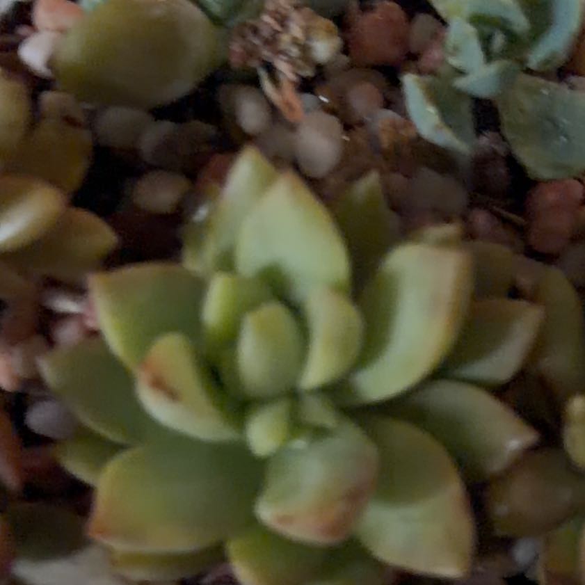 Photo of the plant species Crassula Orbicularis by @SuperChojubai73 named Xena on Greg, the plant care app