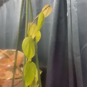 Photo of the plant species Piper Nigrum by @UnabashedHope60 named Marley on Greg, the plant care app