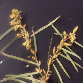 Photo of the plant species Acacia by @UnabashedHope60 named Forrest on Greg, the plant care app