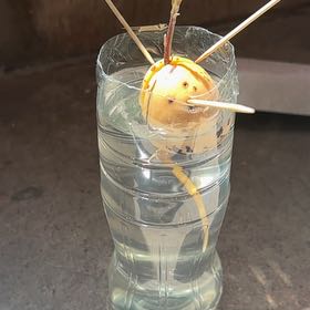 Photo of the plant species avocado seed by @RuggedOrpine57 named nouna on Greg, the plant care app