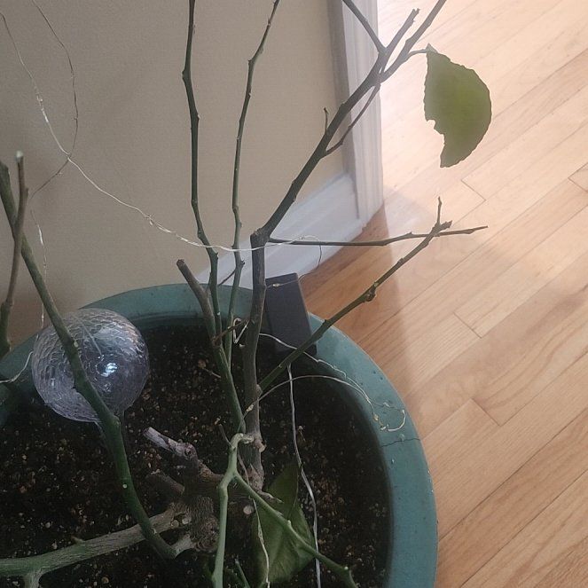 Photo of the plant species Meyers Lemon by @FabPokaka57 named Oscar on Greg, the plant care app