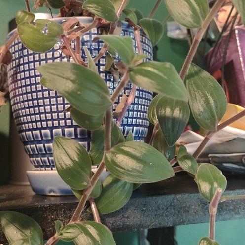 Photo of the plant species Baby Bunny Belly by @DollMango52 named Girlfrond on Greg, the plant care app
