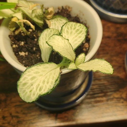 Photo of the plant species Fittonia 'Lemon' by @DollMango52 named Hamilton on Greg, the plant care app