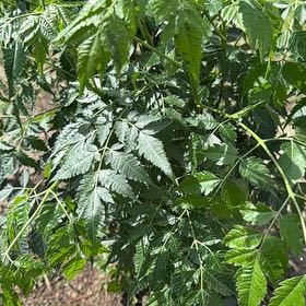 Photo of the plant species Chinaberry by @MotherGuzmania named Nemo on Greg, the plant care app