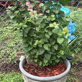 Photo of the plant species Scarlet Sage by @NonpareilBetel3 named Sahara on Greg, the plant care app